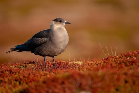 Arctic hunter, arctic skua, arctic tern, Norway, parasitic hunter, parasitic skua, parasite