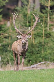Red deer (Cervus elaphus) during the rutting season, a magnificent stag in a forest clearing,