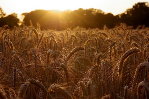 Triticale, cornfield, evening sun, North Rhine-Westphalia, Germany, detailed view of triticale ears