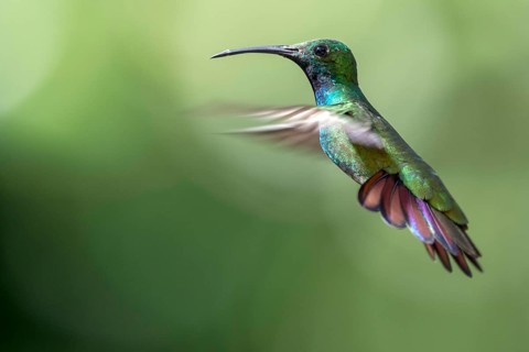 Green-breasted Mango (Anthracothorax prevostii) male flying, Peten, Guatemala