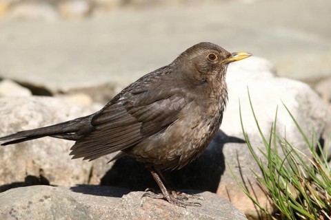 Blackbird (Turdus merula) female at the garden pond, Allgäu, Bavaria, Germany