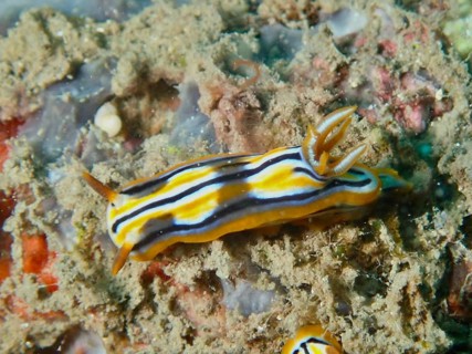 A yellow and black striped nudibranch, Coleman's splendid star snail (Chromodoris colemani), on a