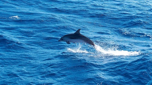 A dolphin (Delphinidae) leaps into the air from the blue ocean, whale watching boat tour, whale