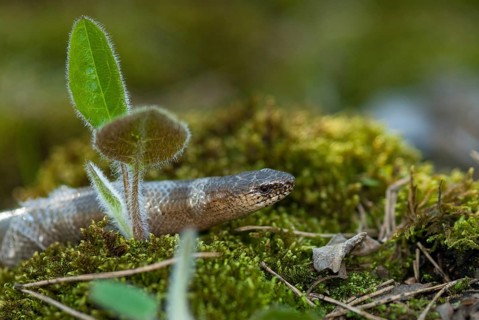 Anguis fragilis, slow worm, western slow worm, blindworm, critters, deaf adder, lizards, hazelworm,