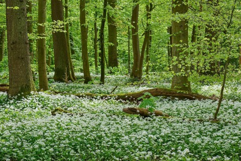 Forest scene with white wildflowers in a green deciduous forest, wild garlic (Allium ursinum),