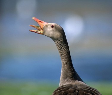Anser Anser, Greylag or Graylag Goose, Grelag Goose, Anatidae, Birds, Duckbirds, Goose, Geese, Leo,