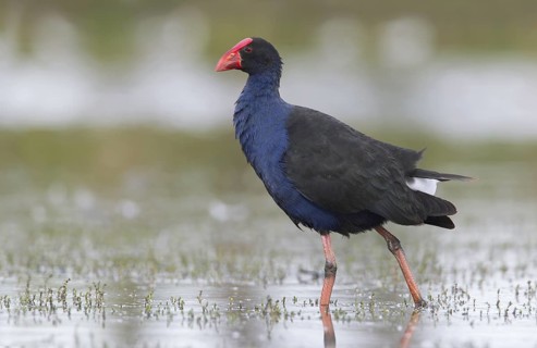 Australasian Swamphen (Porphyrio melanotus melanotus), Victoria, Australia