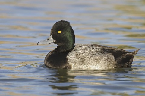 Lesser Scaup (Aythya affinis) male, Arizona, USA