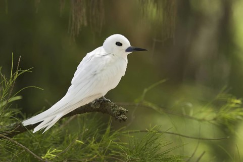 White Tern (Gygis alba), Hawaii, USA