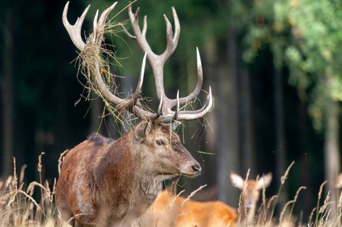 Artiodactyla, Cervus Elaphus, even-toed ungulate, cloven-hoofed, red deer, red deer, rotting, deer,