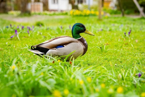 Close-up of a duck in a meadow in spring surrounded by yellow and purple flowers, Isny, Allgäu,