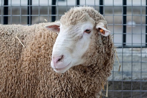 A sheep with thick wool stands in front of a mesh fence and looks to the side, Sineu cattle market,