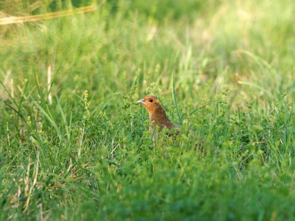 A partridge (Perdix perdix) hides in a meadow, Solms, Hesse, Germany