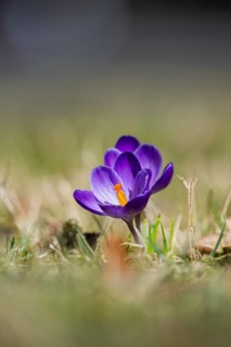 Flowering crocuses (Crocus) in the garden in springtime on a sunny day, Bavaria, Germany
