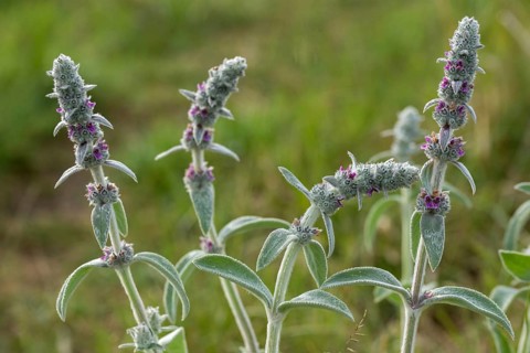 Downy Woundwort, German Hedgenettle, Lamiaceae, Lamiaceae, Nabu, Natural Heritage, Stachys