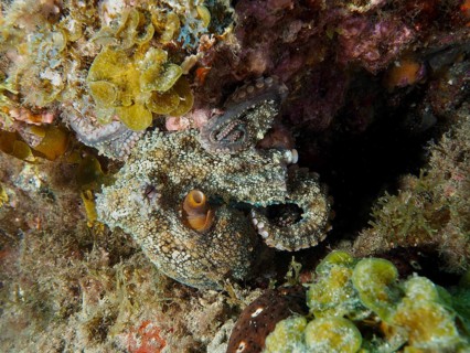 Octopus, common octopus (Octopus vulgaris), displaying its tentacles, dive site: El Cabron Marine