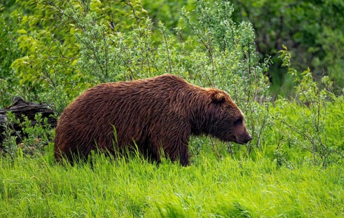Brown bear (Ursus arctos) in the grass in spring, Alaska, USA
