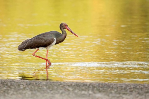 Black Stork (Ciconia nigra) foraging, Saxony-Anhalt, Germany