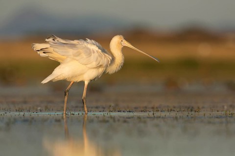 Yellow-billed Spoonbill (Platalea flavipes) foraging, Victoria, Australia