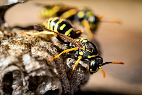 Close-up of a wasp at a nest, with delicate details and colours, field wasps on their abandoned