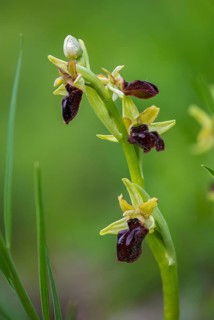 Ophrys sphegodes, orchidaceae, orchids, orchid plants, spider ragwort, early spider orchid, flora,