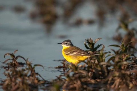 Motacilla flava, sheeptail, western yellow wagtail, yellow wagtail, birds, male, passeri,