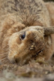 European brown hare (Lepus europaeus) adult animal head portrait, England, United Kingdom