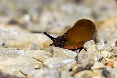 A brown slug crawls over stones in a macro photograph, surrounded by natural features, a slug near