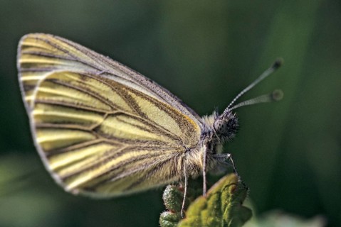 Green-veined white, green vein whitening, Pieris napi, rapeseed whitling, butterfly, insects,
