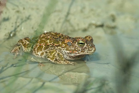 Brandenburg, Bufo Calamita, Epidalea Calamita, Germany, Toad, Nabu, Natterjack Toad, amphibians,