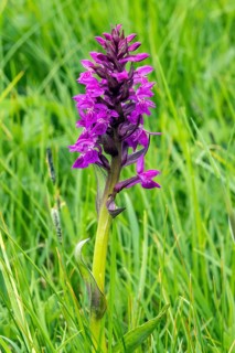 Western marsh orchid (Dactylorhiza majalis), Fellhorn, Oberstdorf, Oberallgäu, Allgäu, Bavaria,