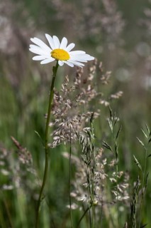 Daisy (Leucanthemum vulgare), Emsland, Lower Saxony, Germany