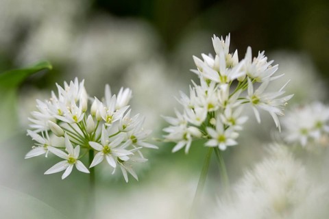 Alliaceae, Allium ursinum, wild garlic, garlic spinach, leeks, leeks, ramsen garlic, wild herre,