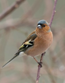 Chaffinch, fringilla coelebs, birds, high size, portrait format, male, passeri, songbirds, birds