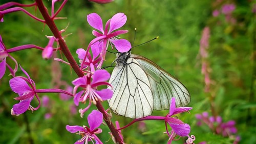 A close-up of a white butterfly, the black-veined white (Aporia crataegi), perched on a pink flower
