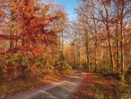Hiking trail through deciduous forest in late autumn under blue sky, last colorful leaves in
