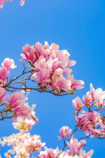 Pink magnolia blossoms against a deep blue spring sky, nature-loving atmosphere, Bregenz, Austria