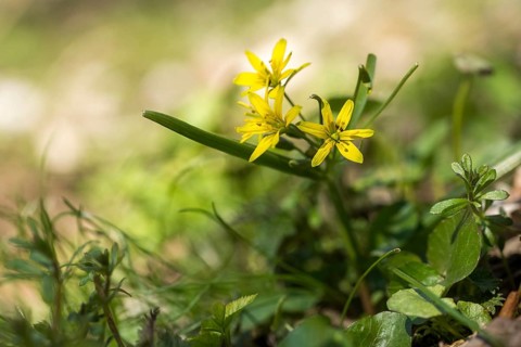 Gagea lutea, common yellow star, liliaceae, lily family, forest yellow star, yellow star of