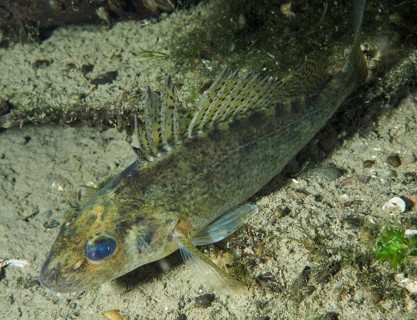 Largemouth bass (Gymnocephalus cernua) with prominent fins on sandy substrate under water, dive