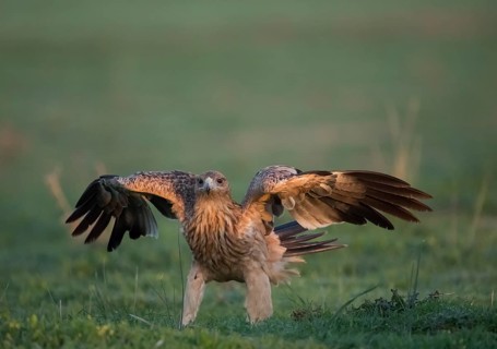 Juvenile Iberian Eagle (Aquila adalberti), Spanish imperial eagle, Extremadura, Castilla La Mancha,