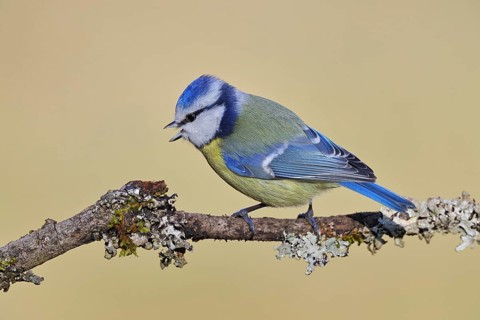 Blue tit (Parus caeruleus), perched on a lichen-covered twig and singing, Wilnsdorf, North
