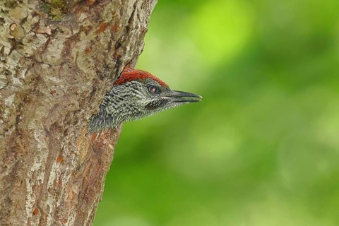 A young green woodpecker (Picus viridis) peering out of its nesting cavity in an old oak tree,