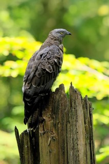 Honey buzzard (Pernis apivorus), adult, perch, vigilant, in summer, Šumava, Czech Republic