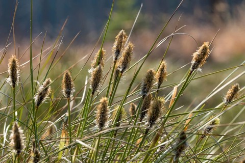 Cyperaceae, Eriophorum vaginatum, bog grass, sourgrass, sheath cotton grass, sheath cotton grass,