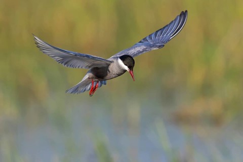 Weißbart-Seeschwalbe, Weißbartseeschwalbe, Whiskered Tern, Chlidonias hybridus, Chlidonias hybrida,