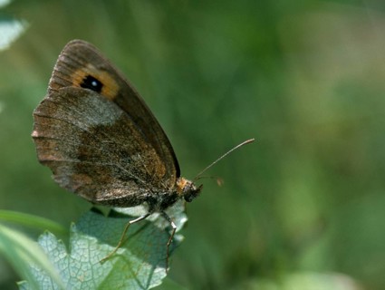 Erebia aethiops, grey-coined moth, scotch argus, dry turf forest moth, forest moth, forest moth,