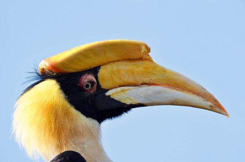 Double hornbill (Buceros bicornis), female, portrait, captive, occurrence in South Asia