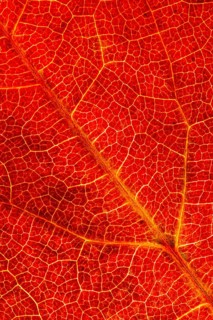 Structure of an autumn-colored leaf, foliage, tree, Vechta, Lower Saxony, Germany