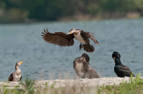 Black shag, cormorant, phalacrocorax carbo, birds, pelecaniforms, ropedes, birds, waterbirds,