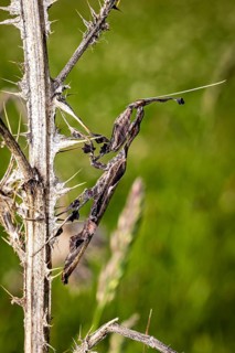 A praying mantis is well camouflaged on a thorny twig against a green background, a ghost mantis in